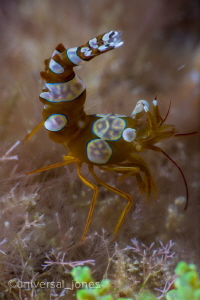 "Squat Shrimp Portrait" 
Canon 5Diii in Aquatica
250pro... by Wayne Jones 